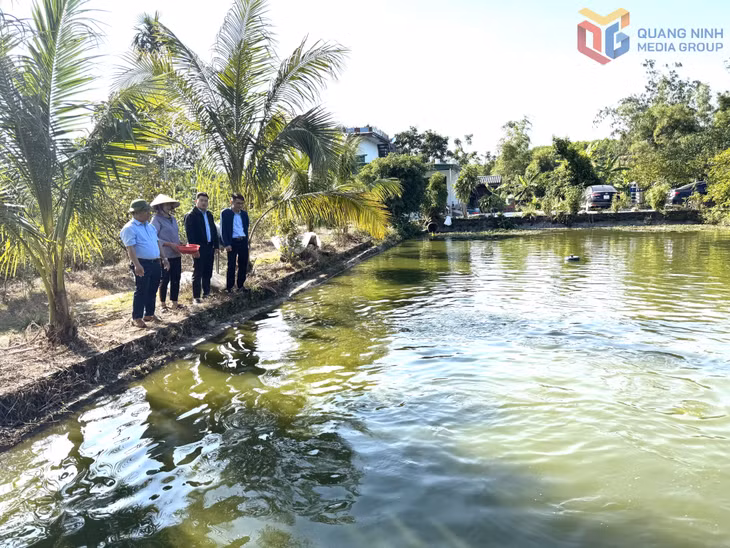 Mô hình nuôi cá giống nước ngọt của gia đình bà Tạ Thị Thơm (thôn Thìn Thủ, xã Quảng Tân) cho thu nhập 200 triệu đồng/năm.