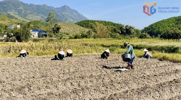 Bà con nông dân xã Quảng Đức gieo trồng cây vụ đông.