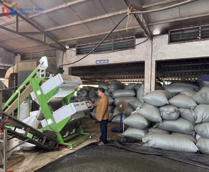 Ông Trần Sỹ Dũng, chủ Cơ sở sản xuất chè Dũng Nga (xã Đường Hoa) vận hành máy tách màu chè công nghệ tiên tiến.