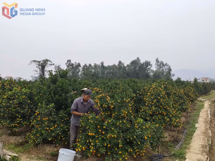 Ông Nguyễn Viết Tấn (thôn Đồng Đò, phường Bình Khê) chăm sóc diện tích quất cảnh của gia đình.