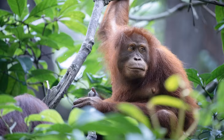 Đười ươi ở ngoài hoang dã đảo Borneo - Orangutan, loài này cùng họ với người, Gorilla - khỉ đột và Chimpanzee - tinh tinh