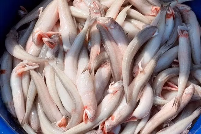 Phát hiện 5 mẫu cá khoai tại chợ Hà Tĩnh chứa chất độc hại formol. Ảnh: Hoàng Anh.