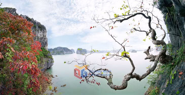 Cảnh đẹp Vịnh Hạ Long. Ảnh: Khánh Giang