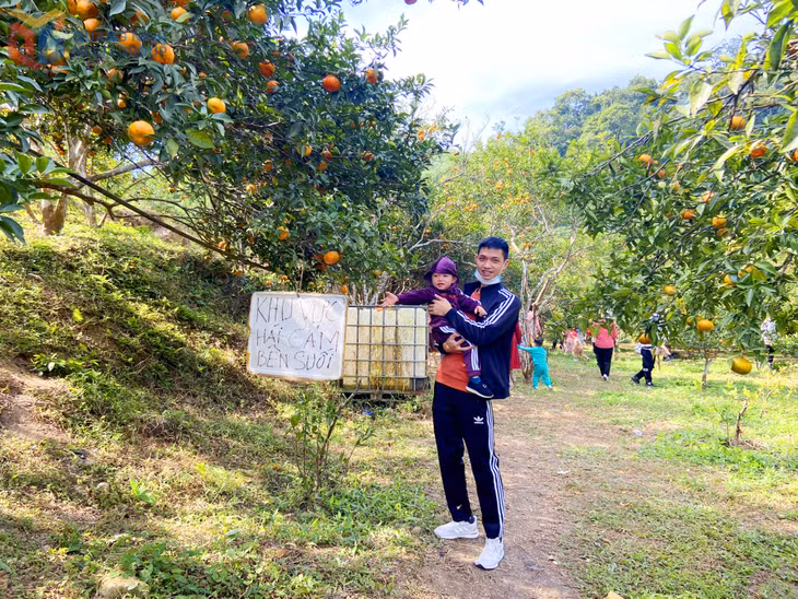 Không gian rộng thoáng với vườn cam bạt ngàn vào độ chín, thu hút đông đảo các đoàn khách tới trải nghiệm vườn cam của gia đình anh Trần Văn Hậu.