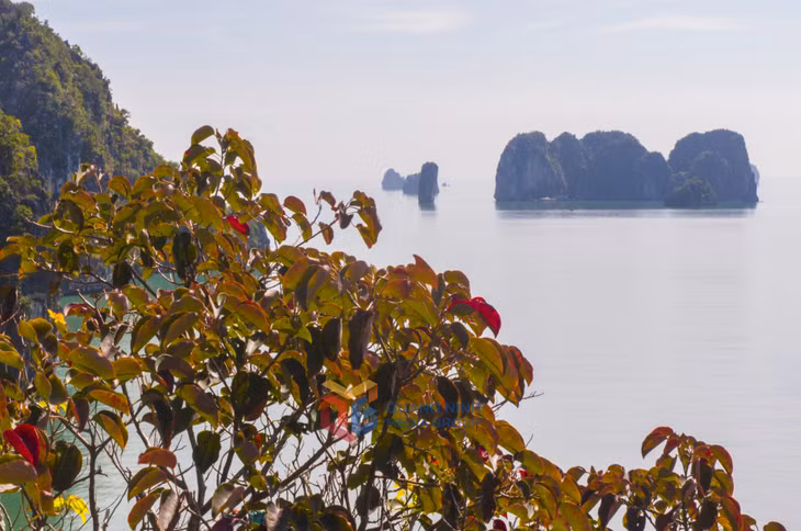 Ngược nắng, sắc lá vẫn bừng lên rực rỡ, tựa ngọn lửa giữa đá trời. 