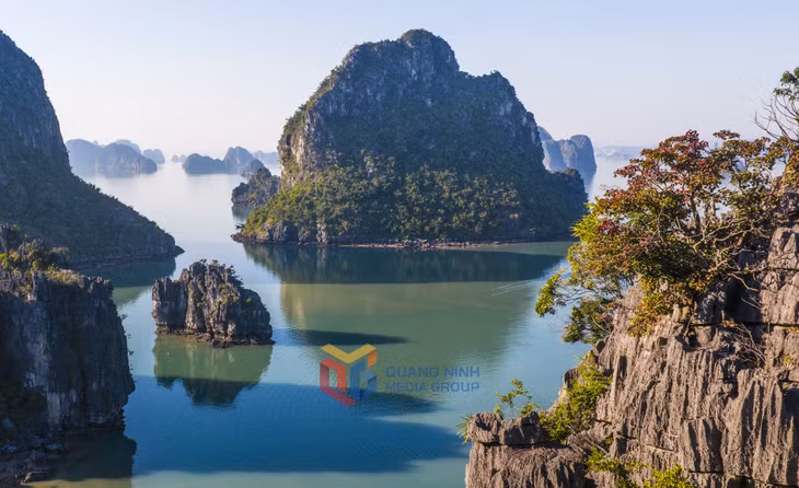 Vịnh Hạ Long thêm phần duyên dáng khi được điểm tô sắc đỏ mùa lá Sộp. 
