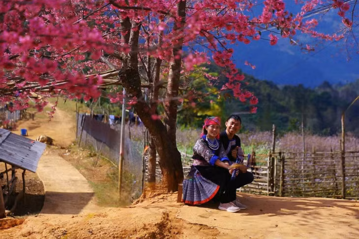 Giàng A Súa cùng vợ thực hiện các tour dẫn khách tham quan, ngắm vẻ đẹp hoa tớ dày tại Mù Cang Chải. Ảnh: Văn Đức