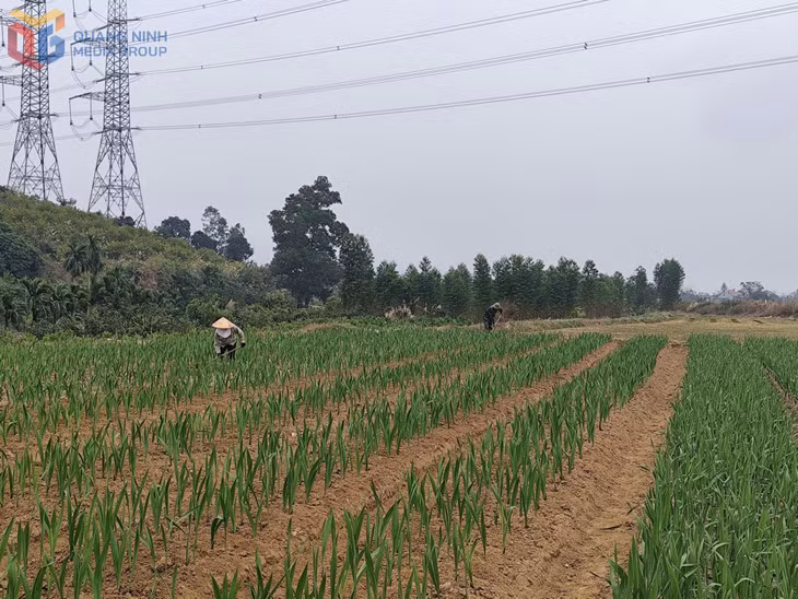 Người dân khu Ninh Bình, phường Bình Khê chăm sóc diện tích hoa phục vụ dịp Tết Nguyên đán 2026.