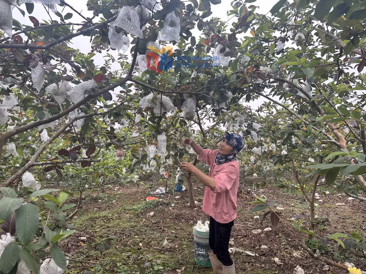 Ổi là 1 trong 7 loài cây được bổ sung là cây lâm nghiệp chính để trồng rừng sản xuất trên địa bàn tỉnh Quảng Ninh