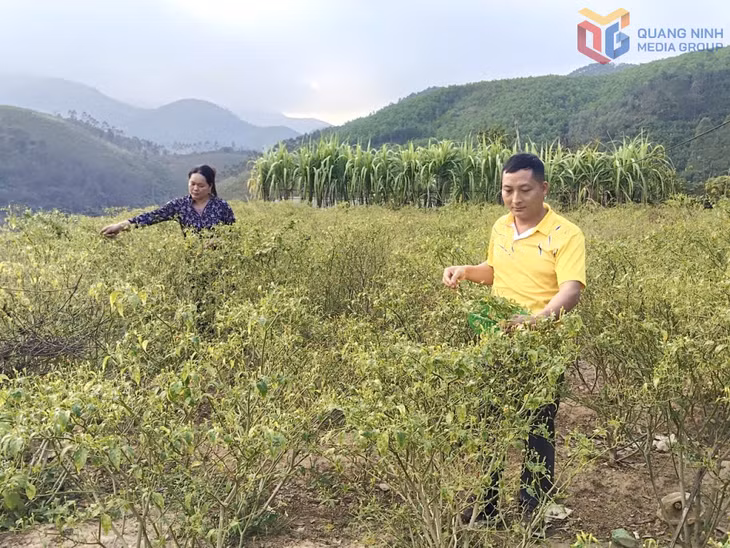 Anh Lỷ Văn Quạn cùng các hộ trồng thu hoạch ớt chào mào.