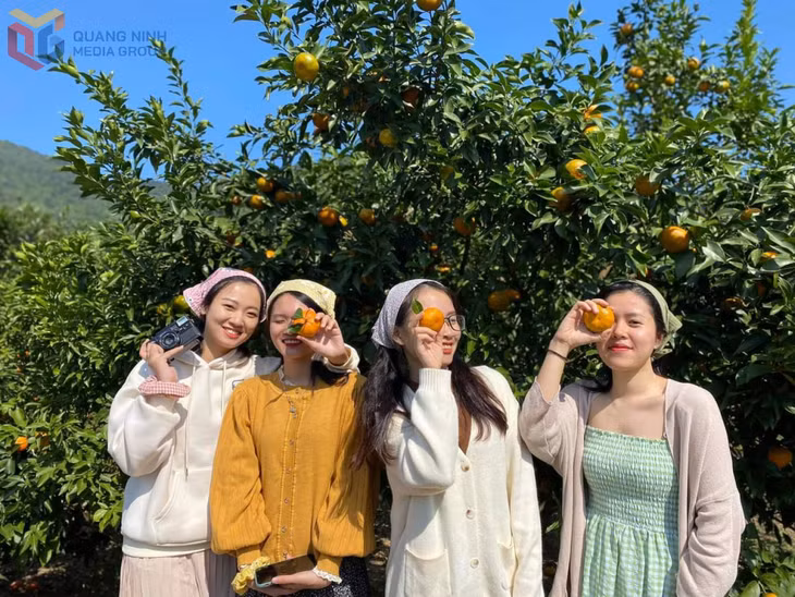 Những vườn cam trĩu quả, chín mọng của Vân Đồn có sức hút đối với du khách tới tham quan, trải nghiệm.