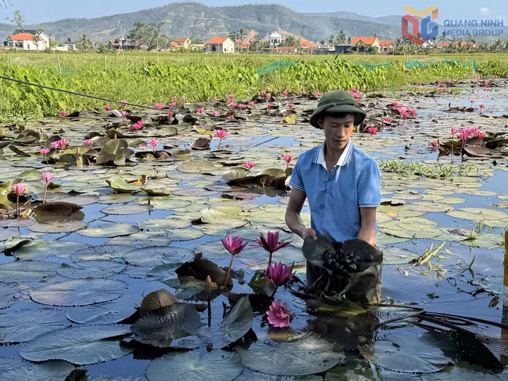 Mô hình nuôi ốc bươu của gia đình anh Vũ Hồng Thái, giáo họ xóm 4, Giáo xứ Yên Trì, phường Hiệp Hòa.