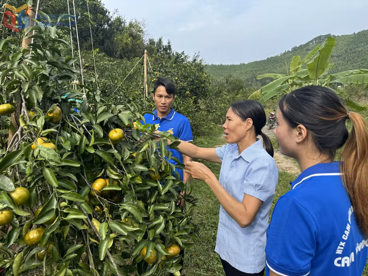 Các thành viên HTX Cam mùng 10-10 (Đặc khu Vân Đồn) chăm sóc cây cam.
