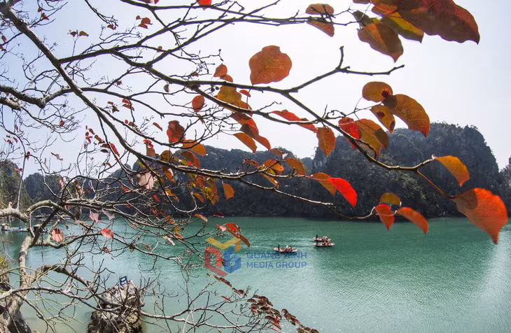 Du khách tại làng chài Vung Viêng say mê chiêm ngưỡng mùa lá đỏ hiếm gặp. 