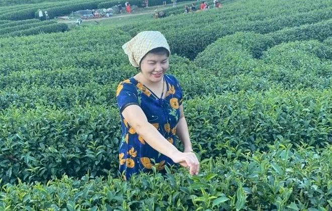 Hái chè trên vùng cao là một trong những trải nghiệm thú vị trong kỳ nghỉ Tết Dương lịch 2024. Ảnh: Trần Oanh