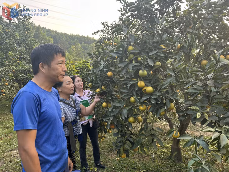 Mô hình trồng cây ăn quả mang lại hiệu quả kinh tế cho người dân. 