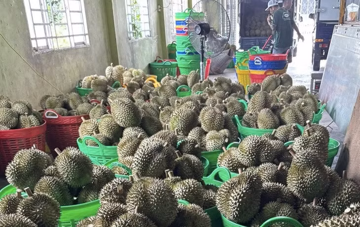 Bộ NN&amp;MT đã có kế hoạch thí điểm truy xuất nguồn gốc quả sầu riêng - Ảnh: VGP/Đỗ Hương