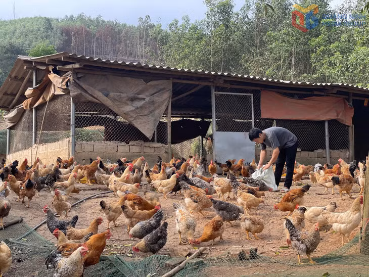 Mô hình nuôi gà của anh Bế Văn Lỵ, xã Tiên Yên.