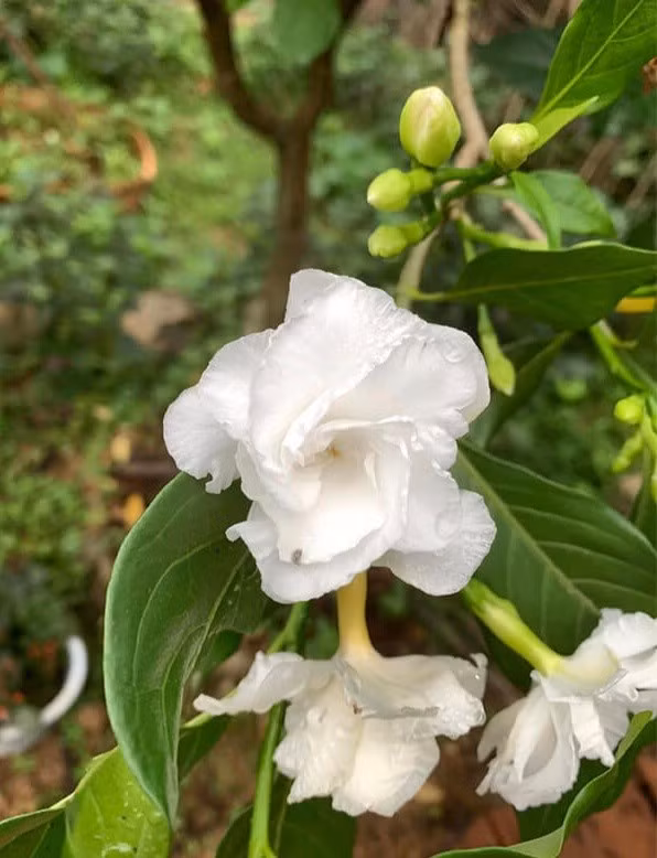 Cây ngọc bút được tìm thấy trong môi trường tự nhiên của Vườn Quốc gia Bái Tử Long.