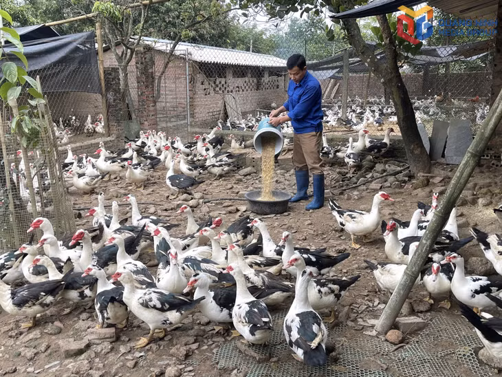 Chăn nuôi ngan sao đạt chất lượng OCOP 3 sao tại HTX Dịch vụ nông nghiệp ấp trứng và sản xuất giống gia cầm Thắng Huệ (xã Đầm Hà).