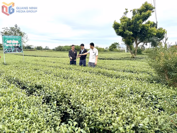 Vườn chè hữu cơ của gia đình ông Lê Văn Thắng (ngoài cùng, bên trái) ở thôn Quảng Long 7, xã Đường Hoa.