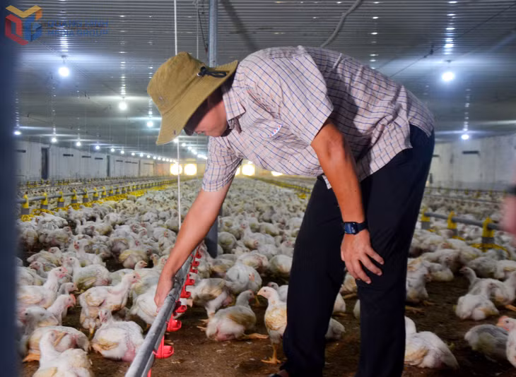 Ông Quyền luôn quan tâm kiểm tra máy móc thiết bị. Các khâu trong chăm sóc gà ở trang trại đều được tự động và định lượng kỹ lưỡng.