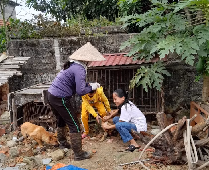 Cán bộ thú y tiêm vắc xin phòng dại cho chó tại thị xã Đông Triều. 