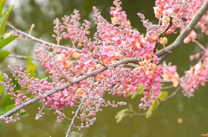 Bông ô môi mang sắc hồng bắt mắt. Ảnh: Thành Lâm