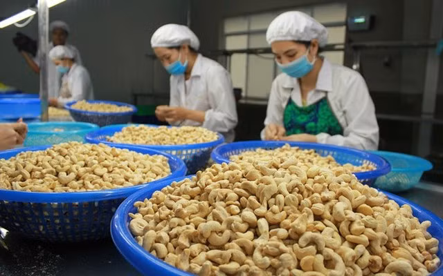 Ngành điều đặt mục tiêu xuất khẩu đạt 3,8 tỉ USD - Ảnh 1.