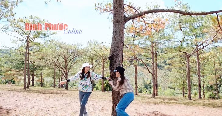 Khám phá rừng Thông tại vùng đệm Vườn quốc gia Bù Gia Mập