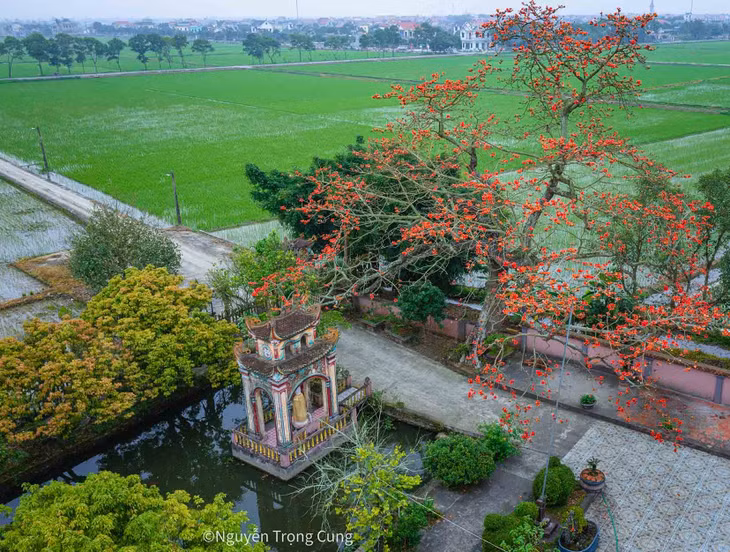 Anh Cung cho hay hoa gạo còn có tác dụng chữa loét dạ dày, tá tràng… Thân cây gạo được dùng làm thuốc chữa vết thương sưng viêm, thuốc bó xương, giúp xương mau lành. Tầm gửi trên cây gạo có thường dùng cho các bài thuốc chữa phong thấp, điều hòa huyết áp, thanh nhiệt. Ảnh: Nguyễn Trọng Cung