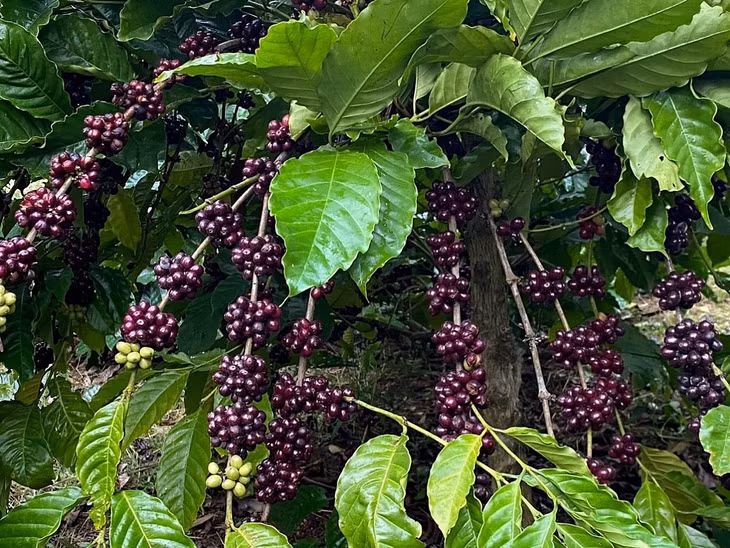 Giá cà phê trong nước hiện đã vượt mốc 90.000 đồng/kg