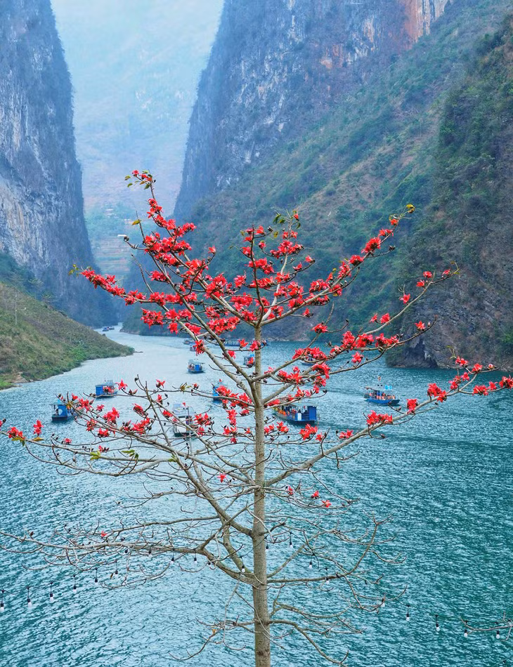 Một cây hoa gạo bung nở bên sông Nho Quế. Du khách dạo chơi trên sông có thể nhìn ngắm hoa gạo đỏ rực trên bờ.Theo Sở Văn hóa - Thể thao và Du lịch tỉnh Hà Giang, trong dịp Tết, khách du lịch đến tỉnh tăng hơn 80% so với cùng kỳ năm ngoái. Sau dịp cao điểm Tết, khách vẫn đến rất đông.