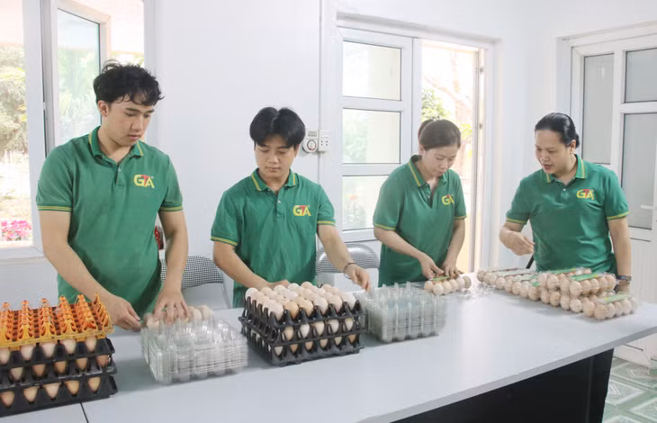 Trứng gà Tân An được lựa chọn, đóng gói cẩn thận trước khi bán ra thị trường.