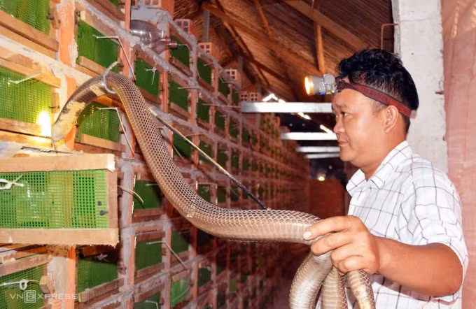 Anh Bình đang kiểm tra và cho rắn hổ mang ăn. Ảnh: An Minh