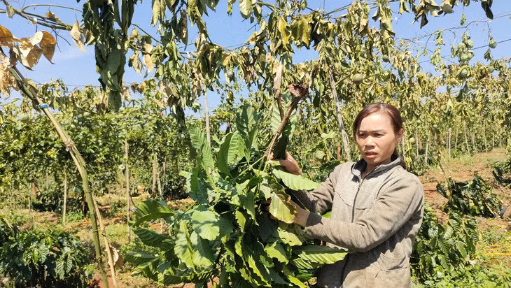 Bà Truyền bủn rủn chân tay bên vườn chanh dây sắp thu hoạch khô héo vì kẻ gian phá hoại - Ảnh: L.K