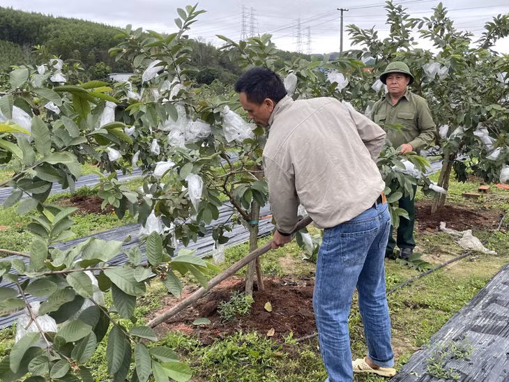 Các thành viên trong HTX nông lâm nghiệp Toàn Phú, xã Sơn Dương (TP Hạ Long) chăm sóc cho cây ổi.