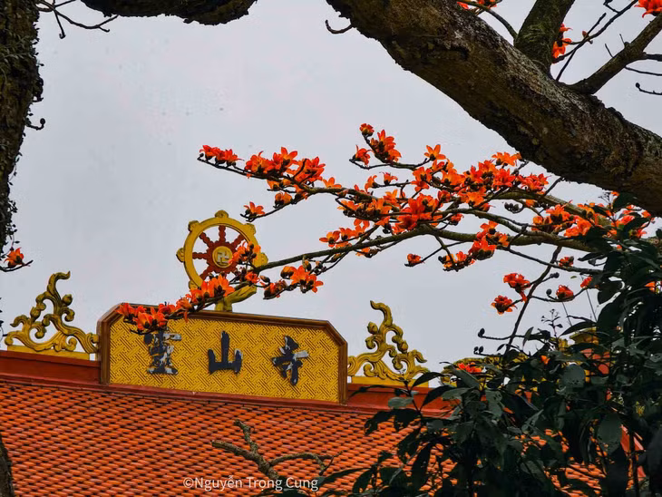 Hoa gạo thường nở vào trung tuần tháng Ba và kéo dài trong khoảng hai tuần. Theo anh Cung, bên cạnh chùa Linh Sơn, điểm chụp hoa gạo đẹp nhất Thái Bình hiện tại là ở đình Ngái, thuộc xã Quang Bình, huyện Kiến Xương. Ảnh: Nguyễn Trọng Cung
