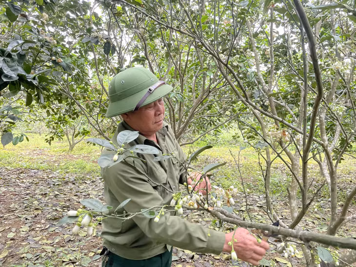 Ông Vũ Minh Thường (xã Sơn Dương, TP Hạ Long) chăm sóc vườn bưởi của gia đình.