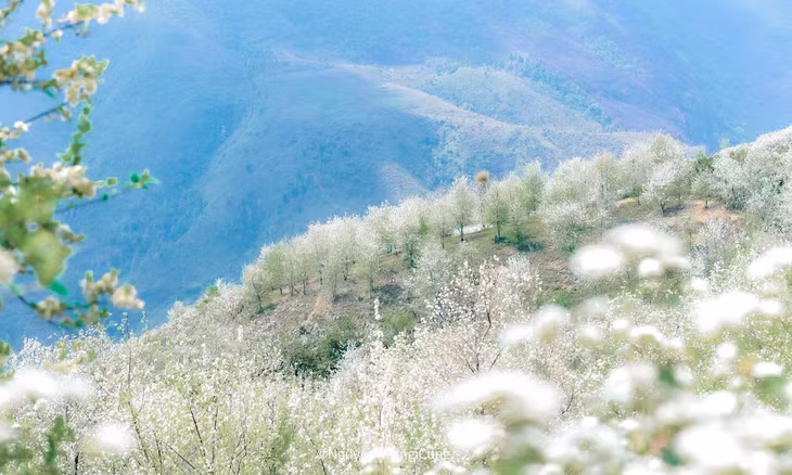 Nằm trên đường trekking đỉnh Tà Chì Nhù, bản Nậm Nghiệp thuộc xã Ngọc Chiến, huyện Mường La, là điểm du lịch được biết đến trong vài năm gần đây. Ngoài nét hoang sơ, tháng 3 hàng năm, bản làng còn được nhiều du khách tìm đến chụp ảnh khi hoa táo mèo ở đây bung nở, nhuộm trắng núi rừng.