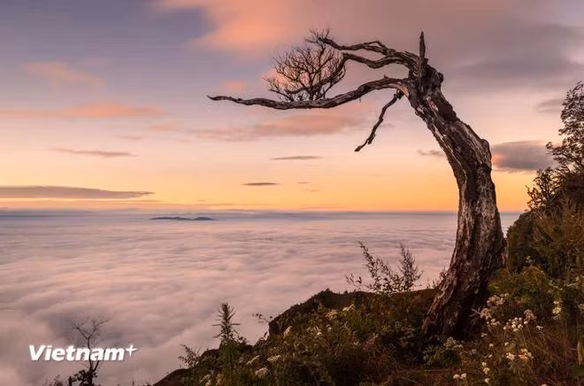 Cảnh hoàng hôn đẹp mê hồn trên đỉnh Lảo Thẩn (Lào Cai). (Ảnh: PV/Vietnam+)