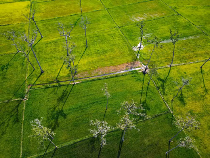 Cánh đồng Tà Lài rộng hàng trăm hec-ta nằm ở xã Tà Lài, huyện Tân Phú, bên cạnh Vườn quốc gia Cát Tiên. Ảnh: Luân Lavender