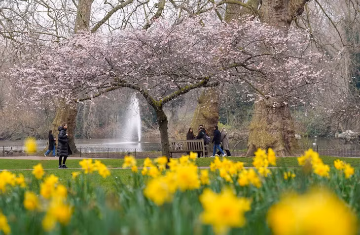 Hoa anh đào đang nở rộ tại Công viên St James ở London, Anh.