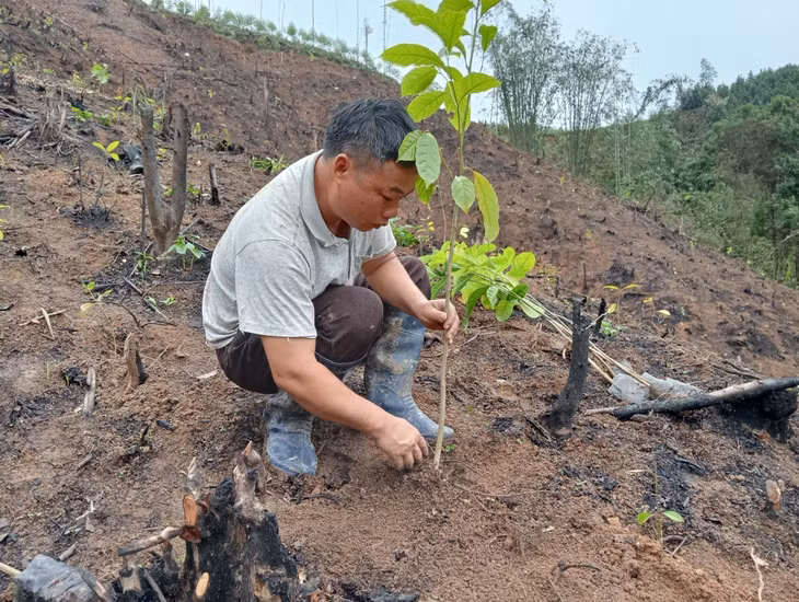 Ông Vòong Nhọng Phú (thôn Pạc sủi, xã Yên Than, huyện Tiên Yên) hoàn thiện diện tích trồng rừng gỗ lớn của gia đình.