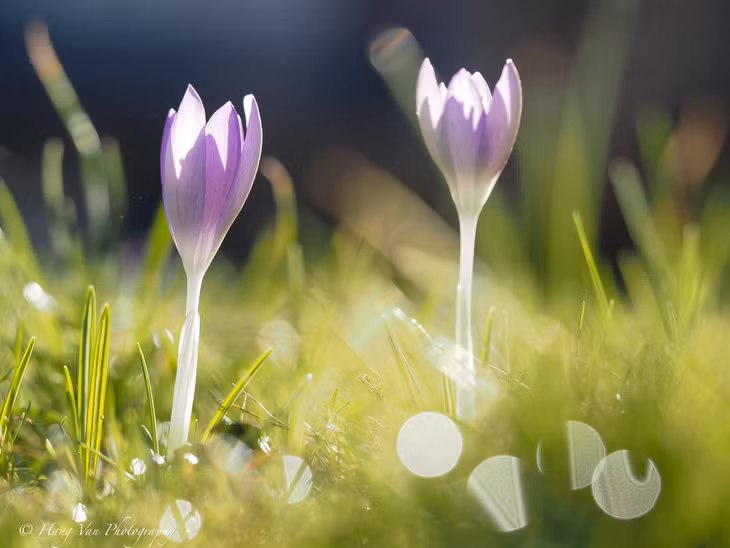Cận cảnh một bông hoa krokusse. Ảnh: Hang Van Photography
