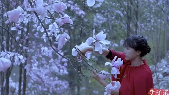 Tử Thất là người sáng tạo nội dung tiếng Hoa có lượng fan theo dõi nhiều nhất trên YouTube. Ảnh: Weibo/Li Ziqi