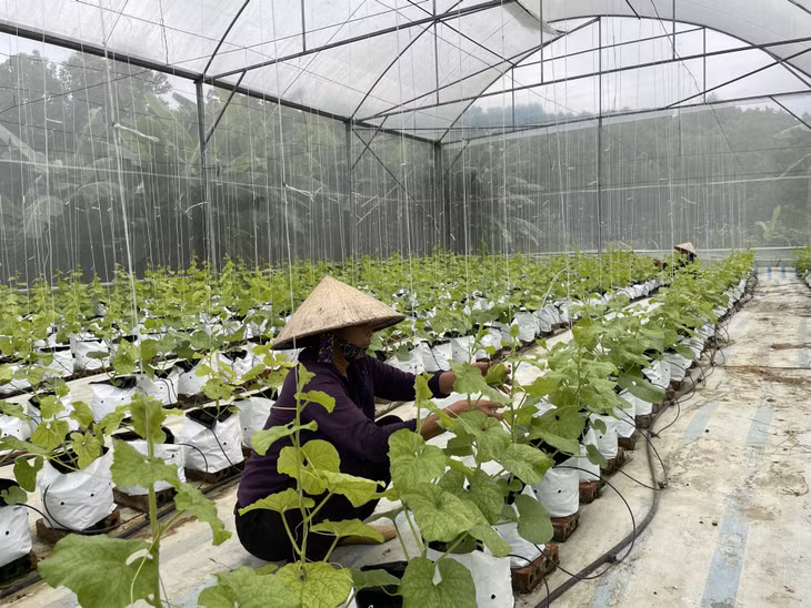 Nông dân Đầm Hà trồng dưa trong nhà màng cho hiệu quả kinh tế cao.