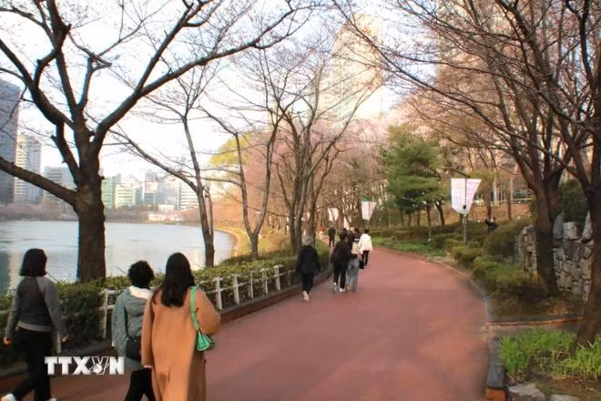 Du khách ngắm hoa anh đào bên hồ Seokchon, quận Songpa, Seoul, Hàn Quốc. (Ảnh: Đức Thắng/TTXVN)