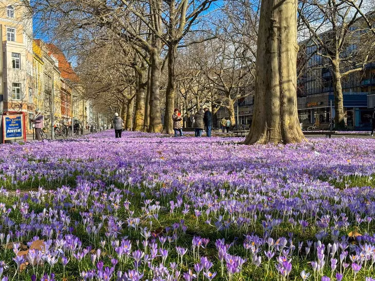 Những hình ảnh hoa krokusse tại thành phố Dresden được chị Hằng Văn, đang sinh sống và làm việc tại Đức, ghi lại vào những ngày cuối tháng 2-2024. Ảnh: Hang Van Photography