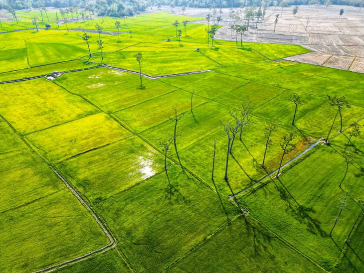 Nơi này được nhiều du khách đặt cho tên gọi “cánh đồng châu Âu”, bởi có hàng trăm cây dầu thẳng tắp giữa ruộng lúa mênh mông, tạo nên khung cảnh lạ mắt. Ảnh: Luân Lavender